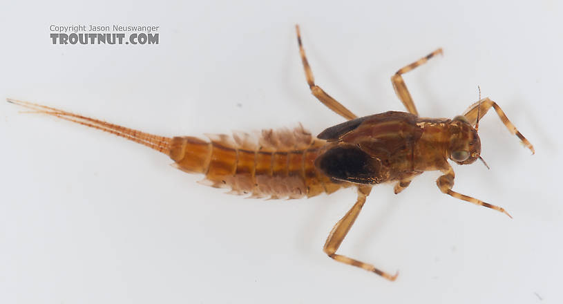 Ephemerella aurivillii Mayfly Nymph from Nome Creek in Alaska