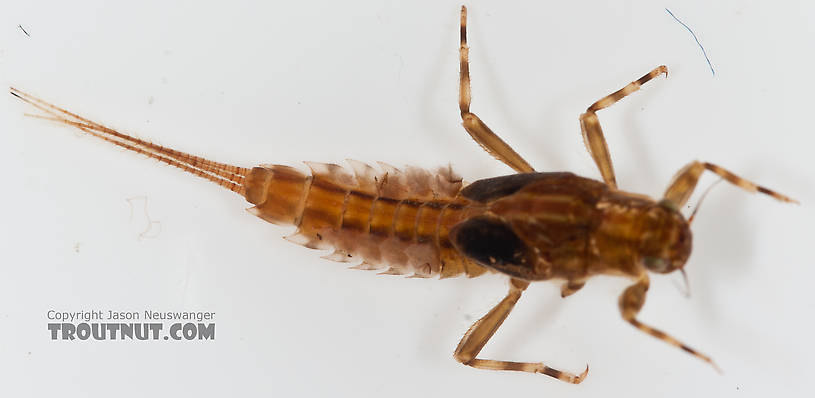 Ephemerella aurivillii Mayfly Nymph from Nome Creek in Alaska