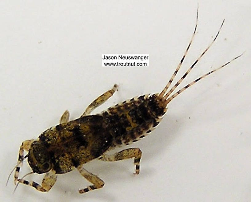 Ephemerella invaria (Sulphur Dun) Mayfly Nymph from unknown in Wisconsin