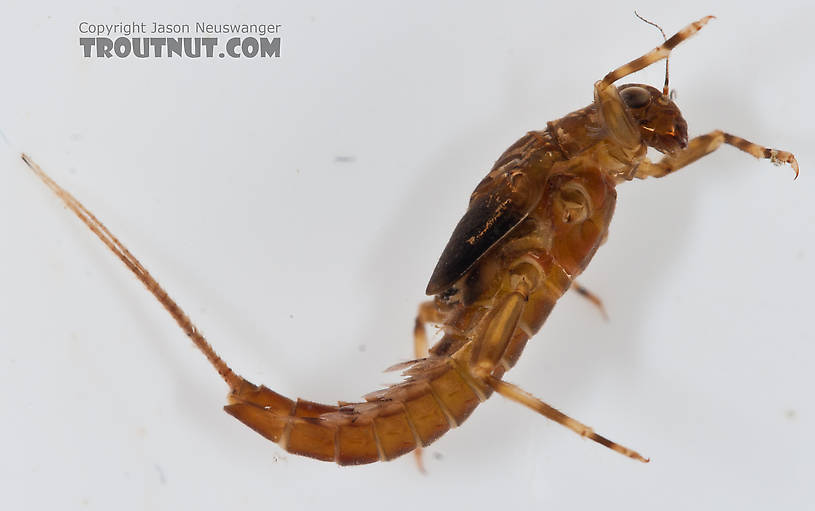 Ephemerella aurivillii Mayfly Nymph from Nome Creek in Alaska