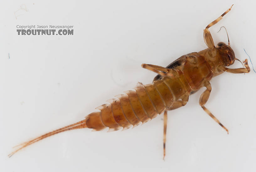 Ephemerella aurivillii Mayfly Nymph from Nome Creek in Alaska