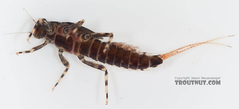 Ephemerella aurivillii Mayfly Nymph from Nome Creek in Alaska