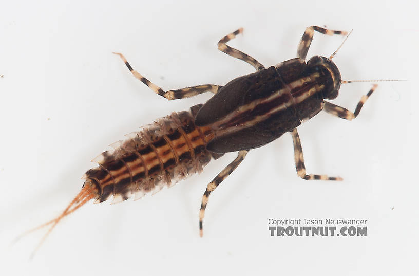 Ephemerella aurivillii Mayfly Nymph from Nome Creek in Alaska