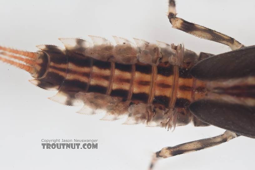 Ephemerella aurivillii Mayfly Nymph from Nome Creek in Alaska