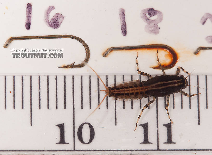 Ephemerella aurivillii Mayfly Nymph from Nome Creek in Alaska