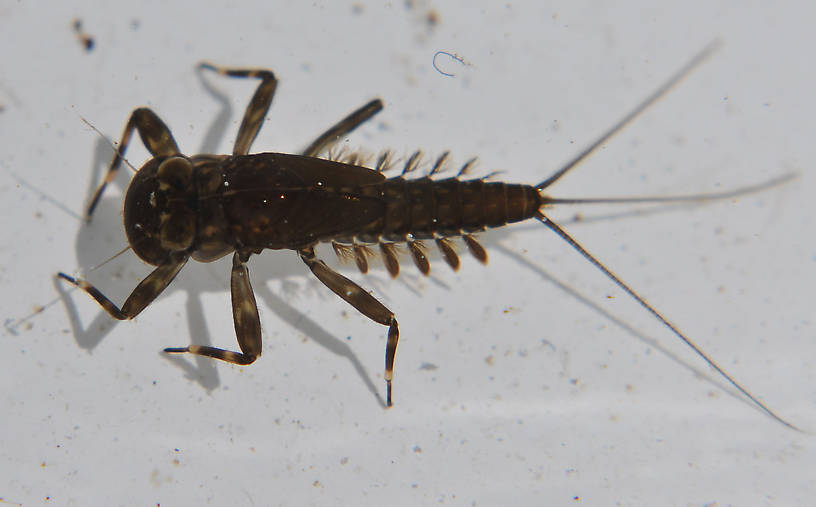 Cinygma (Western Light Cahills) Mayfly Nymph from Swamp Creek in Oregon