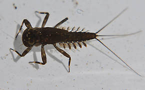 Cinygma (Western Light Cahills) Mayfly Nymph