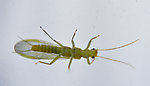 Sweltsa fidelis (Sallfly) Stonefly Adult from Swamp Creek in Oregon