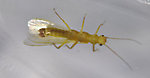 Sweltsa fidelis (Sallfly) Stonefly Adult from Swamp Creek in Oregon