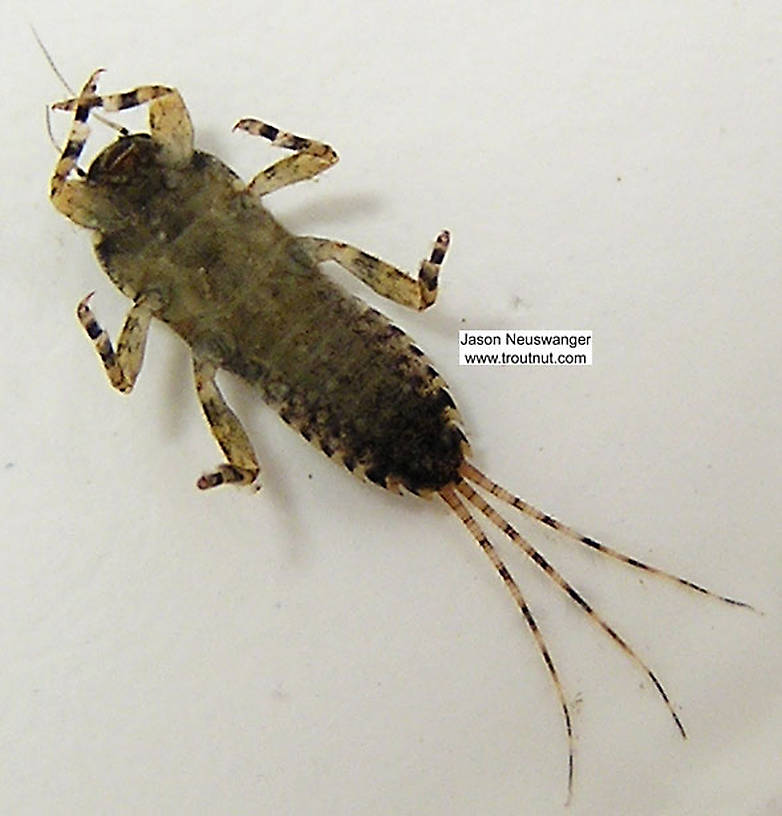 Ephemerella invaria (Sulphur Dun) Mayfly Nymph from unknown in Wisconsin