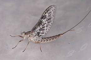 Female Callibaetis (Speckled Spinners) Mayfly Dun