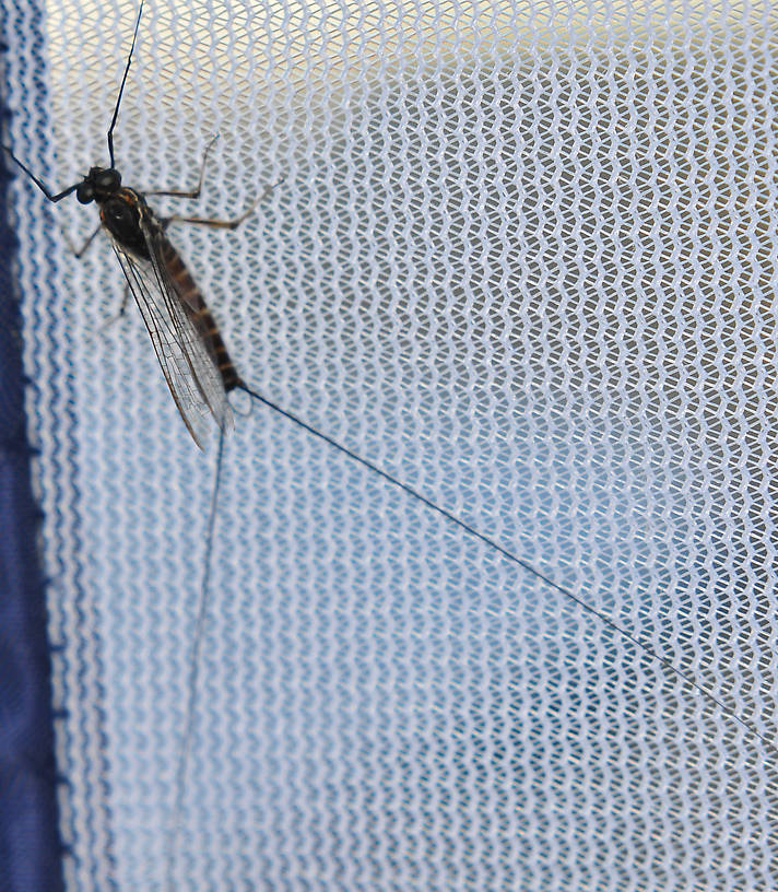 Male Rhithrogena robusta Mayfly Spinner from the Touchet River in Washington