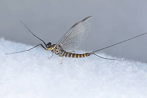 Male Rhithrogena robusta  Mayfly Spinner