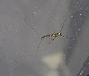 Rhithrogena robusta  Mayfly Spinner