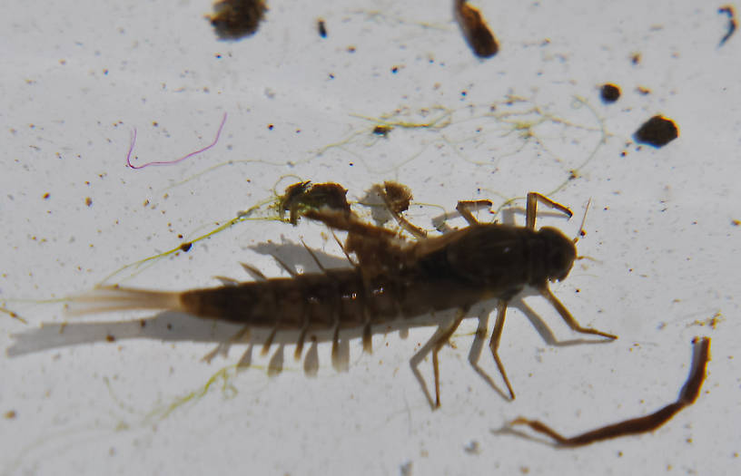 Ameletus celer (Brown Dun) Mayfly Nymph from Swamp Creek in Oregon