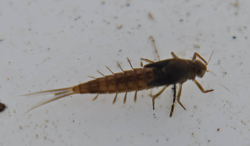 Ameletus celer (Brown Dun) Mayfly Nymph from Swamp Creek in Oregon