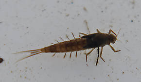 Ameletus celer (Brown Dun) Mayfly Nymph