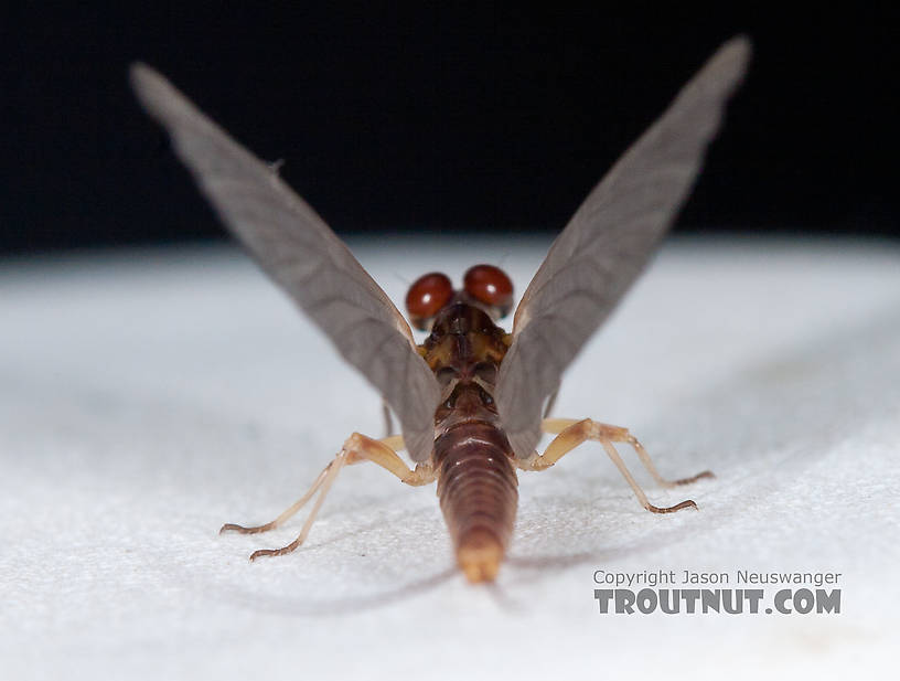 Male Ephemerella aurivillii Mayfly Dun from Nome Creek in Alaska