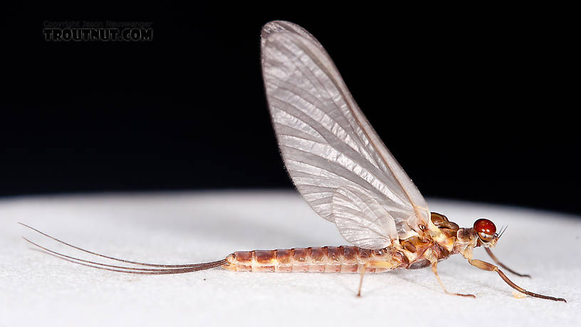 Male Ephemerella aurivillii Mayfly Dun from Nome Creek in Alaska