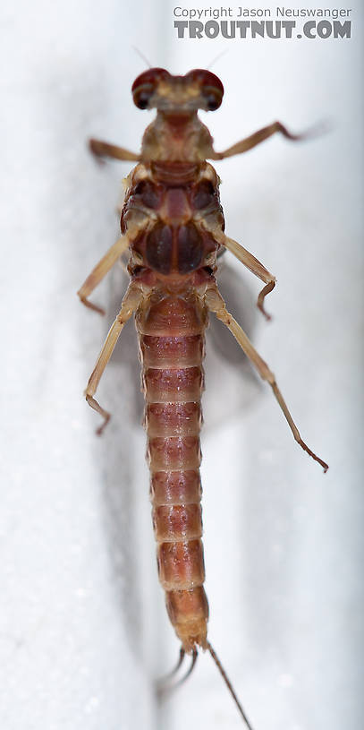 Male Ephemerella aurivillii Mayfly Dun from Nome Creek in Alaska