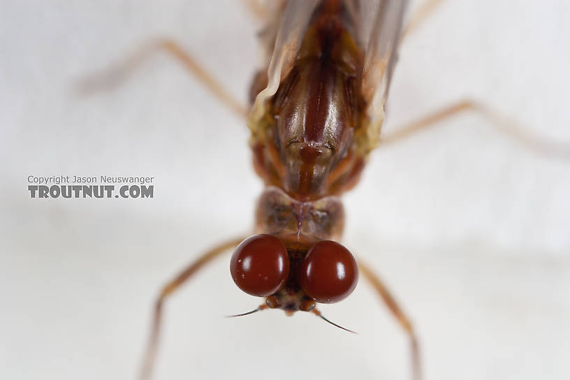 Male Ephemerella aurivillii Mayfly Dun from Nome Creek in Alaska