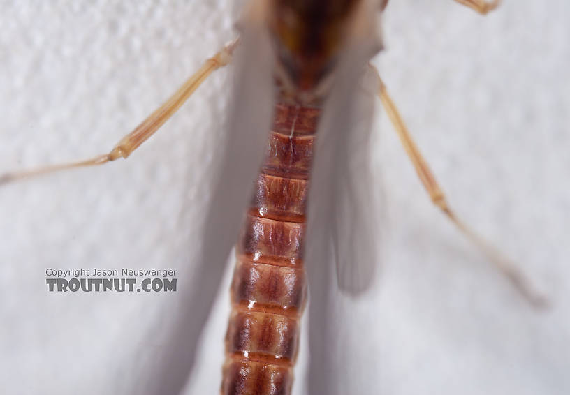 Male Ephemerella aurivillii Mayfly Dun from Nome Creek in Alaska