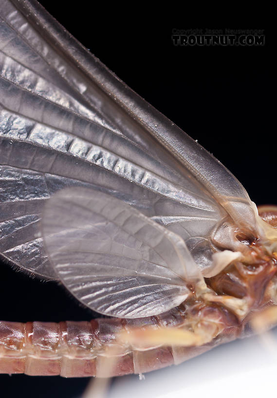 Male Ephemerella aurivillii Mayfly Dun from Nome Creek in Alaska