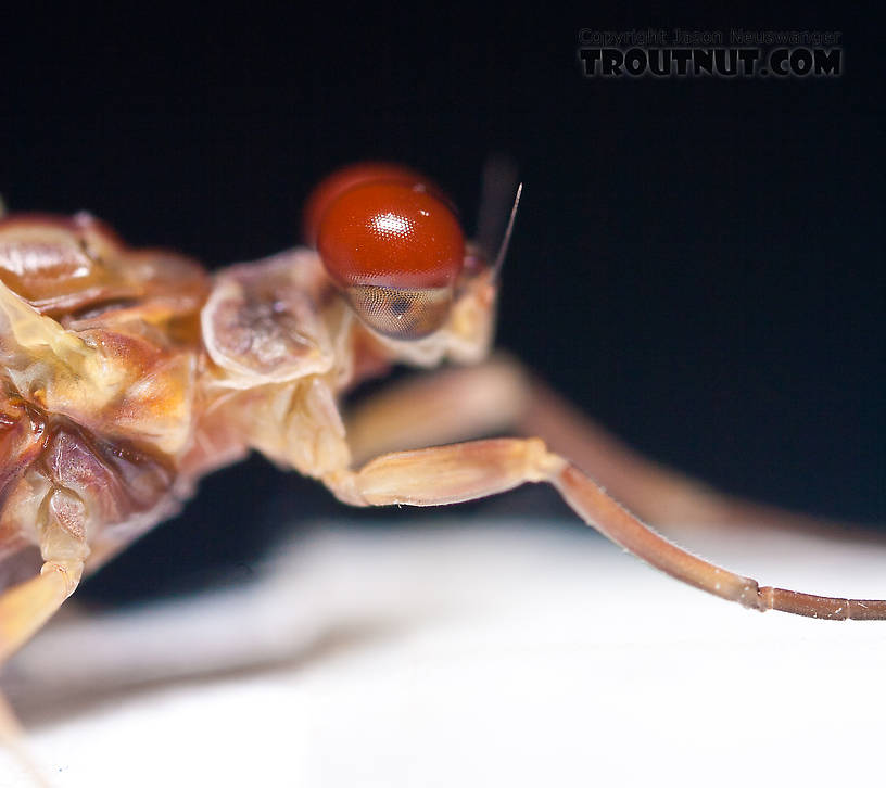 Male Ephemerella aurivillii Mayfly Dun from Nome Creek in Alaska