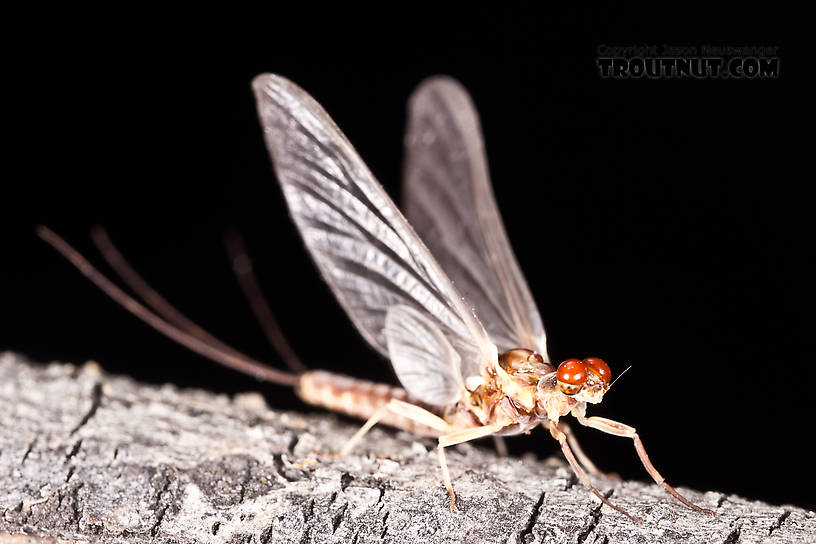 Male Ephemerella aurivillii Mayfly Dun from Nome Creek in Alaska