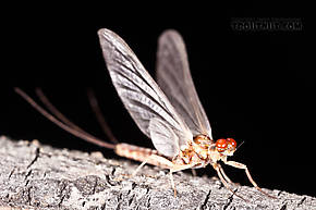 Male Ephemerella aurivillii  Mayfly Dun