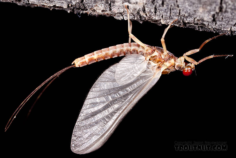 Male Ephemerella aurivillii Mayfly Dun from Nome Creek in Alaska