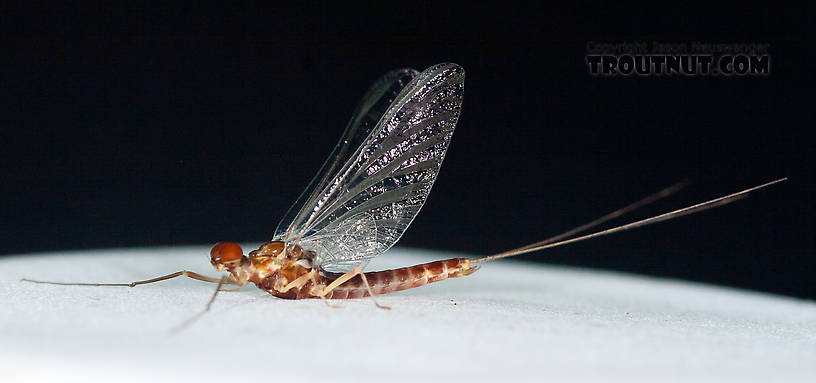 Male Ephemerella aurivillii Mayfly Spinner from Nome Creek in Alaska