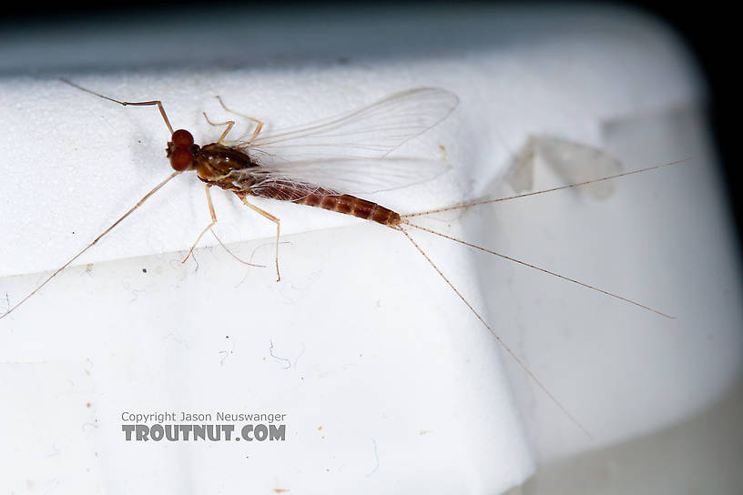 Male Ephemerella aurivillii Mayfly Spinner from Nome Creek in Alaska