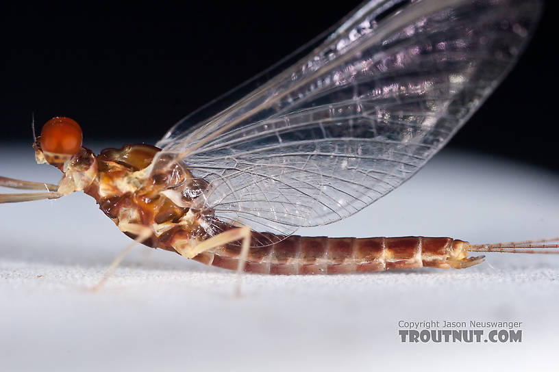 Male Ephemerella aurivillii Mayfly Spinner from Nome Creek in Alaska