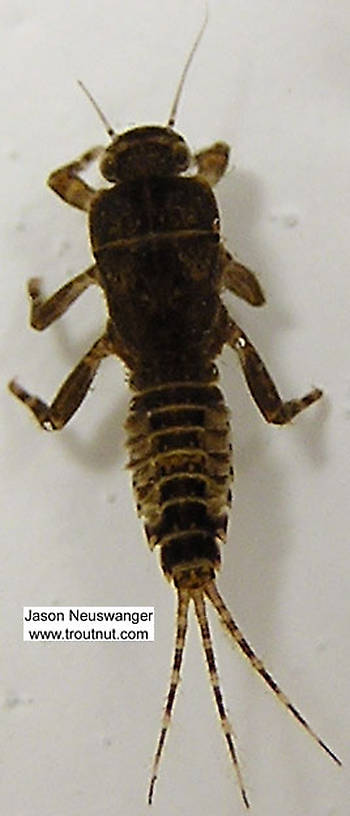 Ephemerella (Hendricksons, Sulphurs, PMDs) Mayfly Nymph from unknown in Wisconsin