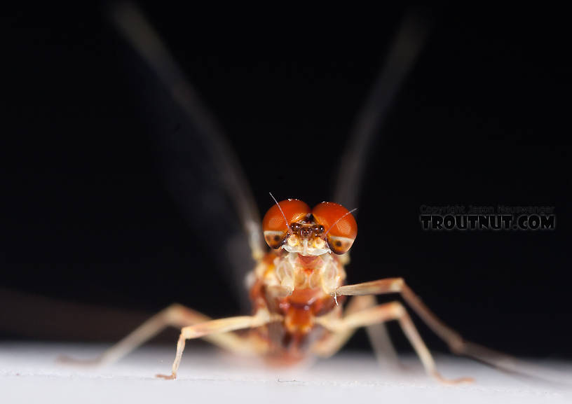 Male Ephemerella aurivillii Mayfly Spinner from Nome Creek in Alaska