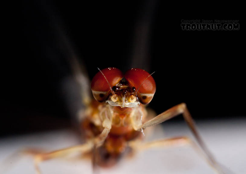 Male Ephemerella aurivillii Mayfly Spinner from Nome Creek in Alaska