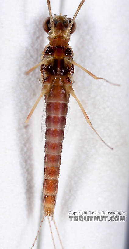 Male Ephemerella aurivillii Mayfly Spinner from Nome Creek in Alaska