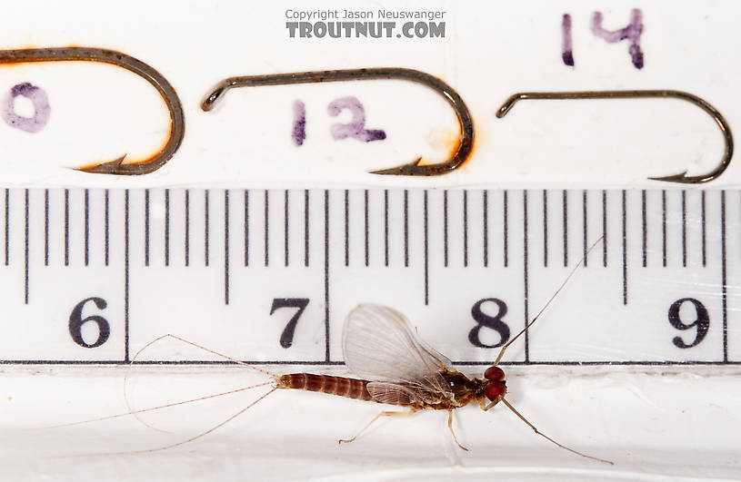 Male Ephemerella aurivillii Mayfly Spinner from Nome Creek in Alaska