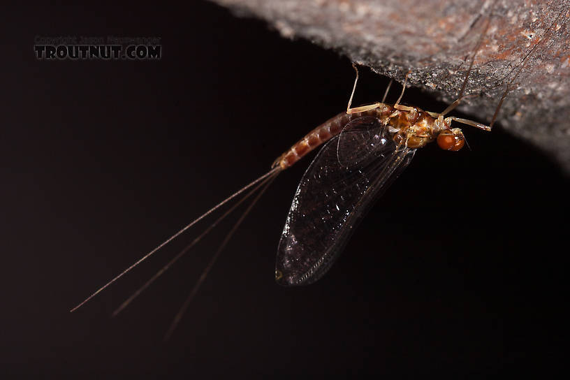 Male Ephemerella aurivillii Mayfly Spinner from Nome Creek in Alaska