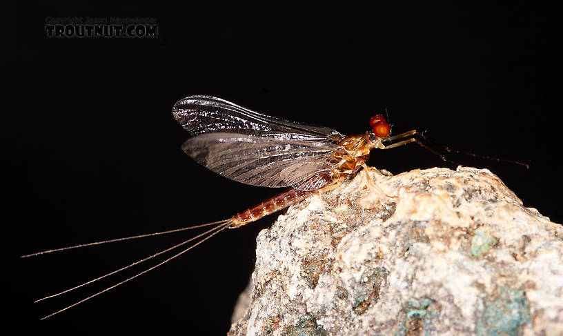 Male Ephemerella aurivillii Mayfly Spinner from Nome Creek in Alaska