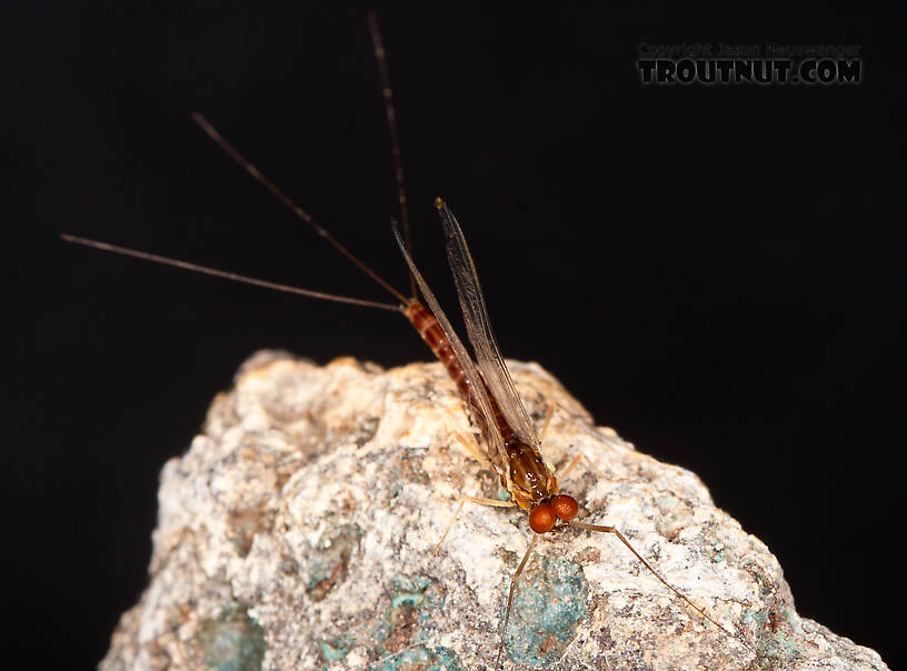 Male Ephemerella aurivillii Mayfly Spinner from Nome Creek in Alaska