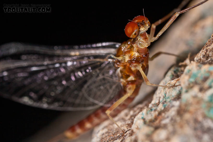 Male Ephemerella aurivillii Mayfly Spinner from Nome Creek in Alaska