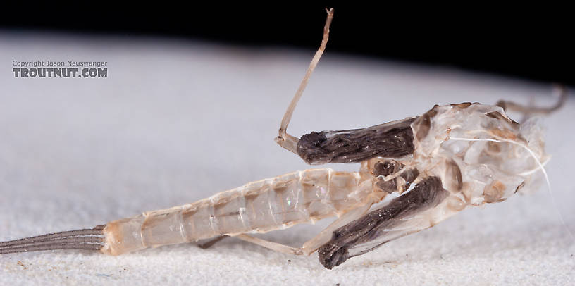 Here's the skin the dun shed as it molted into this spinner.  Male Ephemerella aurivillii Mayfly Spinner from Nome Creek in Alaska