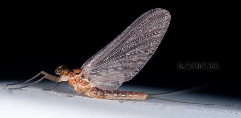 Male Cinygmula ramaleyi (Small Western Gordon Quill) Mayfly Dun from Nome Creek in Alaska