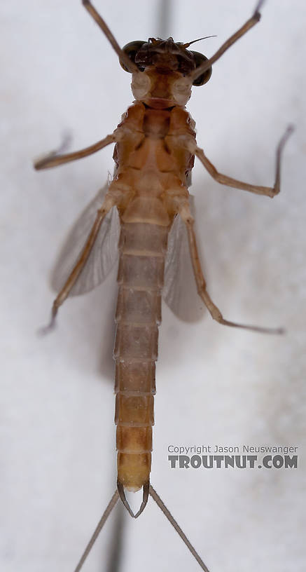 Male Cinygmula ramaleyi (Small Western Gordon Quill) Mayfly Dun from Nome Creek in Alaska