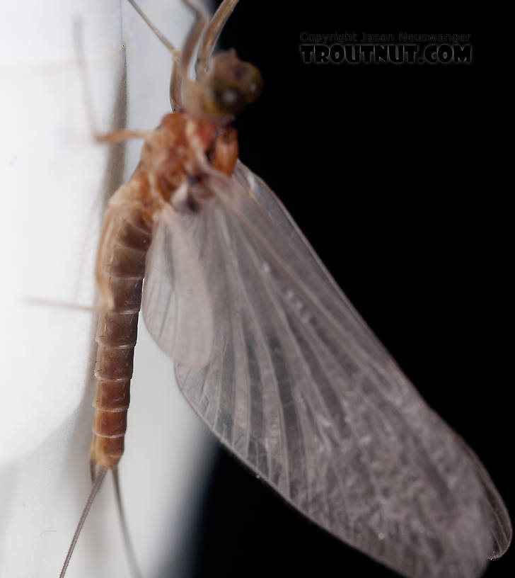 Male Cinygmula ramaleyi (Small Western Gordon Quill) Mayfly Dun from Nome Creek in Alaska