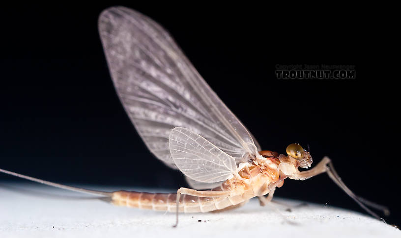 Male Cinygmula ramaleyi (Small Western Gordon Quill) Mayfly Dun from Nome Creek in Alaska