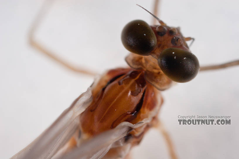 Male Cinygmula ramaleyi (Small Western Gordon Quill) Mayfly Dun from Nome Creek in Alaska