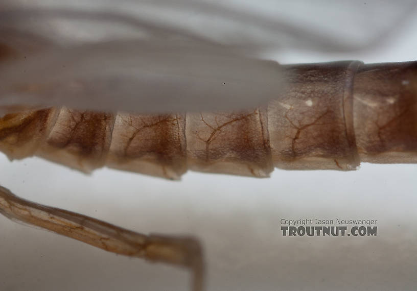 Male Cinygmula ramaleyi (Small Western Gordon Quill) Mayfly Dun from Nome Creek in Alaska